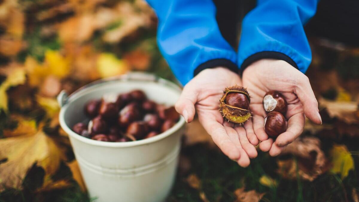 Frutos de Outono: a Castanha