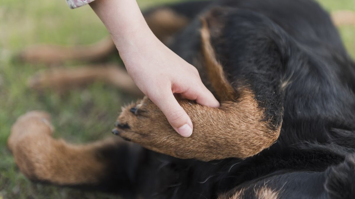 Atchim! Serei alérgico ao meu animal de estimação?